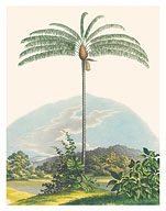 Palm Tree (Oenocarpus Distichus) - Brazil - c. 1820's - Fine Art Prints & Posters