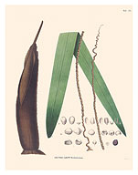 Palm Tree Leaf - Betel Nut Subfamily - (Oenocarpus Distichus) - c. 1820's - Fine Art Prints & Posters