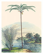 Bet Nut Subfamily Palms (Astrocaryum Acaule) (Oenocarpus Bataua) - c. 1820's - Fine Art Prints & Posters