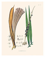 Açaí Palm Tree (Euterpe oleracea) - c. 1820's - Fine Art Prints & Posters