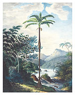 Copa Palm Tree (Iriartea deltoidea) - Caquetá-Japurá River Brazil - c. 1820's - Fine Art Prints & Posters