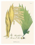 Walking Palm Tree (Socratea exorrhiza - Iriartea) - c. 1820's - Fine Art Prints & Posters