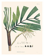 Palm Tree Leaf (Iriartella Setigera - Iriartea) - c. 1820's - Fine Art Prints & Posters