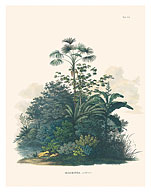 Rio Negro Palm Tree (Mauritiella aculeata - Mauritia) - c. 1820's - Fine Art Prints & Posters