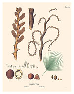 Macaw Palm Tree (Mauritia Vinifera, Aculeata) - c. 1820 - Fine Art Prints & Posters