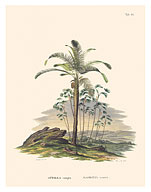 Attalea Compta and Prickly Ita Palm Tree (Mauritia Armata) Palm Trees - Fine Art Prints & Posters