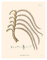 Prickly Ita Palm Tree - (Mauritia Armata) - Fine Art Prints & Posters