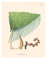 Prickly Ita Rattan Palm Tree (Mauritia Armata) - Fine Art Prints & Posters