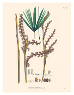 Poktamui Palm Tree (Lepidocaryum Gracile) - Fine Art Prints & Posters