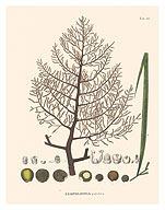 Chiqui-Chiqui Palm Tree (Leopoldinia Pulchra) - Fine Art Prints & Posters