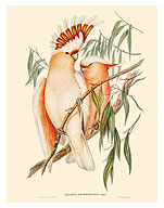 Leadbeater’s Cockatoo (Cacatua Leadbeaterii) - from The Birds of Australia Vol 5 - c. 1840 - Fine Art Prints & Posters