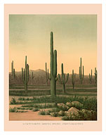 Cactus Grove Arizona - Cereus Giganteus - c. 1871 - Fine Art Prints & Posters