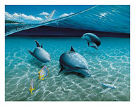 The Chase, Hawaiian Spinner Dolphins - Fine Art Prints & Posters