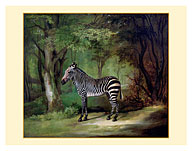 Queen Charlotte’s Zebra - c. 1763 - Fine Art Prints & Posters
