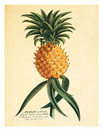 Ho'okipa, Hawaiian Pineapple - Fine Art Prints & Posters