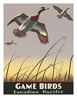 Game Birds - Canadian Pacific Railway - Mallard Ducks - c. 1941 - Fine Art Prints & Posters