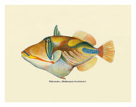 Nakunuku, Hawaiian Fish Illustration - Fine Art Prints & Posters