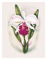 Hawaiian Cattleya Orchid - Fine Art Prints & Posters