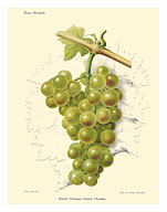 Raisin Président Gaston Chandon Grapes - Champagne Grapes - c. 1903 - Fine Art Prints & Posters