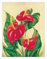 Anthurium II, Red Hawaiian Tropical Flowers - Fine Art Prints & Posters