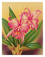 Cattleya, Pink Orchid Tropical Flowers - Fine Art Prints & Posters