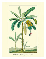 Banana Tree, Botanical Illustration - Fine Art Prints & Posters