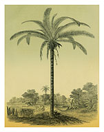 Astrocaryum Chambira Palm Tree, Botanical Illustration - Fine Art Prints & Posters