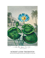 The Blue Egyptian Water Lily - from the Temple of Flora (1807) - Fine Art Prints & Posters