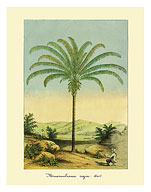 Maximiliana Palm Tree, Botanical Illustration - Fine Art Prints & Posters