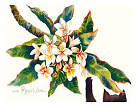 Boo And Plumeria (Pua Melia) - Hawaiian Black Cat ('ele'ele Popoki) - Fine Art Prints & Posters