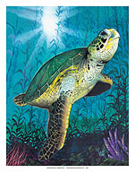 Hawaiian Green Sea Turtle - Fine Art Prints & Posters