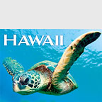 Hello Turtle - Hawaii Magnet