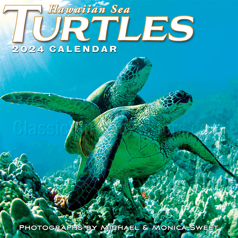 Hawaiian Sea Turtles 2024 Wall Calendar Photographs by Michael