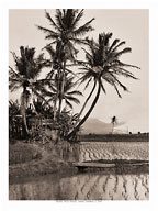 Palms & Rice Fields - Oahu, Hawaii - c. 1900 - Fine Art Black & White Carbon Prints